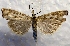 ( - MPG0821-48)  @13 [ ] CreativeCommons - Attribution Non-Commercial Share-Alike (2017) Mat Seidensticker MPG Ranch