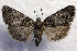  ( - MPG0821-68)  @14 [ ] CreativeCommons - Attribution Non-Commercial Share-Alike (2017) Mat Seidensticker MPG Ranch