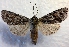  ( - MPG0821-93)  @11 [ ] CreativeCommons - Attribution Non-Commercial Share-Alike (2017) Mat Seidensticker MPG Ranch