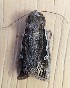  ( - MPG0905-11)  @11 [ ] CreativeCommons - Attribution Non-Commercial Share-Alike (2018) Unspecified MPG Ranch