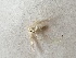  ( - MPGM0605-09)  @12 [ ] CreativeCommons - Attribution Non-Commercial Share-Alike (2018) Unspecified MPG Ranch