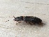  ( - MPGM0606-06)  @11 [ ] CreativeCommons - Attribution Non-Commercial Share-Alike (2018) Unspecified MPG Ranch