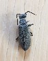  ( - MPGM0731-39)  @11 [ ] CreativeCommons - Attribution Non-Commercial Share-Alike (2018) Unspecified MPG Ranch