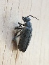  ( - MPGM0731-39)  @11 [ ] CreativeCommons - Attribution Non-Commercial Share-Alike (2018) Unspecified MPG Ranch