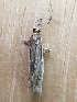  ( - SKAL0903-04)  @12 [ ] CreativeCommons - Attribution Non-Commercial Share-Alike (2018) Unspecified MPG Ranch