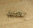  ( - TM061220-01)  @11 [ ] Creative Commons - Non-Commercial Share-Alike (2020) Unspecified MPG Ranch