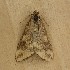  ( - TM061220-24)  @11 [ ] Creative Commons - Non-Commercial Share-Alike (2020) Unspecified MPG Ranch