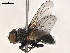  (Protocalliphora cuprina - BIOUG48950-G09)  @11 [ ] CreativeCommons - Attribution (2021) CBG Photography Group Centre for Biodiversity Genomics