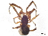  ( - BIOUG51187-D03)  @11 [ ] CreativeCommons - Attribution (2021) CBG Photography Group Centre for Biodiversity Genomics