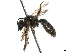  (Lasioglossum cooleyi - BIOUG48924-D06)  @15 [ ] CreativeCommons - Attribution (2020) CBG Photography Group Centre for Biodiversity Genomics