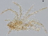  ( - BIOUG50278-B03)  @11 [ ] CreativeCommons - Attribution (2021) CBG Photography Group Centre for Biodiversity Genomics