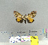  (Lymantria kebeae - CFIA-LEP0108)  @11 [ ] CreativeCommons - Attribution Share-Alike (2010) Canadian Food Inspection Agency Canadian Food Inspection Agency