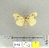  (Lymantria panthera - CFIA-LEP0110)  @15 [ ] CreativeCommons - Attribution Share-Alike (2010) Canadian Food Inspection Agency Canadian Food Inspection Agency