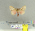  (Lymantria inordinata - CFIA-LEP0111)  @13 [ ] CreativeCommons - Attribution Share-Alike (2010) Canadian Food Inspection Agency Canadian Food Inspection Agency