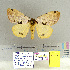  (Locharnini - CFIA-LEP0114)  @14 [ ] CreativeCommons - Attribution Share-Alike (2010) Canadian Food Inspection Agency Canadian Food Inspection Agency