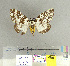  (Lymantria hauensteini - CFIA-LEP0117)  @14 [ ] CreativeCommons - Attribution Share-Alike (2010) Canadian Food Inspection Agency Canadian Food Inspection Agency