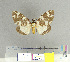  (Lymantria atemeles - CFIA-LEP0118)  @14 [ ] CreativeCommons - Attribution Share-Alike (2010) Canadian Food Inspection Agency Canadian Food Inspection Agency