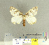  (Psilochira duroides - CFIA-LEP0120)  @14 [ ] CreativeCommons - Attribution Share-Alike (2010) Canadian Food Inspection Agency Canadian Food Inspection Agency