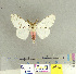  (Lymantria marginalis - CFIA-LEP0126)  @14 [ ] CreativeCommons - Attribution Share-Alike (2010) Canadian Food Inspection Agency Canadian Food Inspection Agency