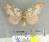  (Lymantria minora - CFIA-LEP0129)  @13 [ ] CreativeCommons - Attribution Share-Alike (2010) Canadian Food Inspection Agency Canadian Food Inspection Agency