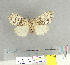  (Lymantria nr. strigata - CFIA-LEP0135)  @15 [ ] CreativeCommons - Attribution Share-Alike (2011) Canadian Food Inspection Agency Canadian Food Inspection Agency