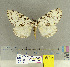  (Lymantria hollowayi - CFIA-LEP0143)  @14 [ ] CreativeCommons - Attribution Share-Alike (2015) Canadian Food Inspection Agency Canadian Food Inspection Agency