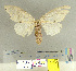  (Lymantria ganara - CFIA-LEP0153)  @14 [ ] CreativeCommons - Attribution Share-Alike (2015) Canadian Food Inspection Agency Canadian Food Inspection Agency