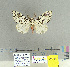  (Lymantria concolor - CFIA-LEP0155)  @15 [ ] CreativeCommons - Attribution Share-Alike (2015) Canadian Food Inspection Agency Canadian Food Inspection Agency
