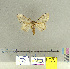  (Lymantria nr. alexandrae - CFIA-LEP0156)  @14 [ ] CreativeCommons - Attribution Share-Alike (2015) Canadian Food Inspection Agency Canadian Food Inspection Agency