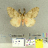  (Lymantria lunata - CFIA-LEP0158)  @14 [ ] CreativeCommons - Attribution Share-Alike (2015) Canadian Food Inspection Agency Canadian Food Inspection Agency
