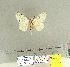  (Lymantria alexandrae - CFIA-LEP0159)  @14 [ ] CreativeCommons - Attribution Share-Alike (2015) Canadian Food Inspection Agency Canadian Food Inspection Agency