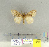  (Lymantria rhabdota - CFIA-LEP0164)  @14 [ ] CreativeCommons - Attribution Share-Alike (2015) Canadian Food Inspection Agency Canadian Food Inspection Agency