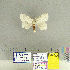  (Dura sp - CFIA-LEP0166)  @14 [ ] CreativeCommons - Attribution Share-Alike (2015) Canadian Food Inspection Agency Canadian Food Inspection Agency