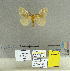  (PidaNAG - CFIA-LEP0172)  @13 [ ] CreativeCommons - Attribution Share-Alike (2015) Canadian Food Inspection Agency Canadian Food Inspection Agency