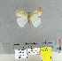  (Pantana visum - CFIA-LEP0173)  @13 [ ] CreativeCommons - Attribution Share-Alike (2015) Canadian Food Inspection Agency Canadian Food Inspection Agency
