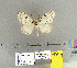  (Lymantriini - CFIA-LEP0178)  @15 [ ] CreativeCommons - Attribution Share-Alike (2015) Canadian Food Inspection Agency Canadian Food Inspection Agency