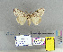  (Lymantria tricolor - CFIA-LEP0179)  @11 [ ] CreativeCommons - Attribution Share-Alike (2015) Canadian Food Inspection Agency Canadian Food Inspection Agency