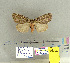  (Lymantria moesta - CFIA-LEP0185)  @14 [ ] CreativeCommons - Attribution Share-Alike (2015) Canadian Food Inspection Agency Canadian Food Inspection Agency