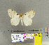  (Psilochira amydra - CFIA-LEP0186)  @11 [ ] CreativeCommons - Attribution Share-Alike (2015) Canadian Food Inspection Agency Canadian Food Inspection Agency
