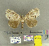  (Dasychiroides sp - CFIA-LEP0188)  @13 [ ] CreativeCommons - Attribution Share-Alike (2015) Canadian Food Inspection Agency Canadian Food Inspection Agency