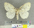  (Psilochira lineata - CFIA-LEP0189)  @13 [ ] CreativeCommons - Attribution Share-Alike (2015) Canadian Food Inspection Agency Canadian Food Inspection Agency