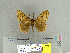  (Lymantria speideli - CFIA-LEP0267)  @11 [ ] CreativeCommons - Attribution Share-Alike (2010) Canadian Food Inspection Agency Canadian Food Inspection Agency