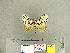  ( - CFIA-LEP0269)  @13 [ ] CreativeCommons - Attribution Share-Alike (2010) Canadian Food Inspection Agency Canadian Food Inspection Agency