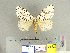  (Lymantria polysticta - CFIA-LEP0270)  @14 [ ] CreativeCommons - Attribution Share-Alike (2010) Canadian Food Inspection Agency Canadian Food Inspection Agency