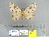  (Lymantria rosea - CFIA-LEP0274)  @14 [ ] CreativeCommons - Attribution Share-Alike (2010) Canadian Food Inspection Agency Canadian Food Inspection Agency