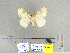  (Lymantria microcyma - CFIA-LEP0275)  @14 [ ] CreativeCommons - Attribution Share-Alike (2010) Canadian Food Inspection Agency Canadian Food Inspection Agency
