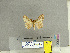  (Lymantria brunneata - CFIA-LEP0277)  @13 [ ] CreativeCommons - Attribution Share-Alike (2010) Canadian Food Inspection Agency Canadian Food Inspection Agency