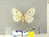  (Lymantria apicebrunnea - CFIA-LEP0308)  @14 [ ] CreativeCommons - Attribution Share-Alike (2010) Canadian Food Inspection Agency Canadian Food Inspection Agency