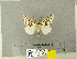  (Lymantria praetermissa - CFIA-LEP0315)  @13 [ ] CreativeCommons - Attribution Share-Alike (2010) Canadian Food Inspection Agency Canadian Food Inspection Agency
