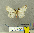  (Lymantria bivitatta - CFIA-LEP0316)  @14 [ ] CreativeCommons - Attribution Share-Alike (2010) Canadian Food Inspection Agency Canadian Food Inspection Agency